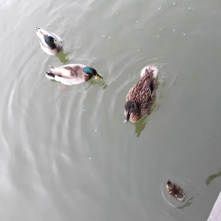 Peniche La Belle Aimee * Aigues-Mortes